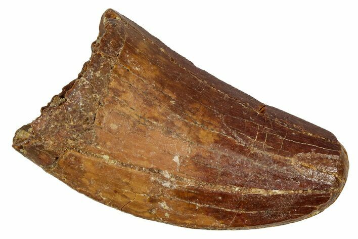 Serrated, Carcharodontosaurus Tooth - Feeding Worn Tip #341321